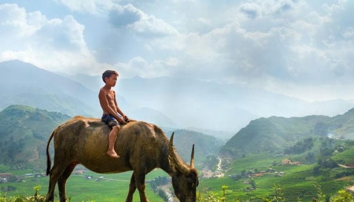 sapa