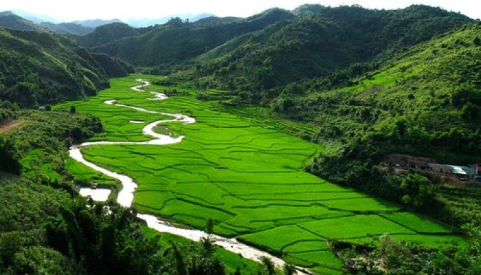 rice-fileds-in-viang