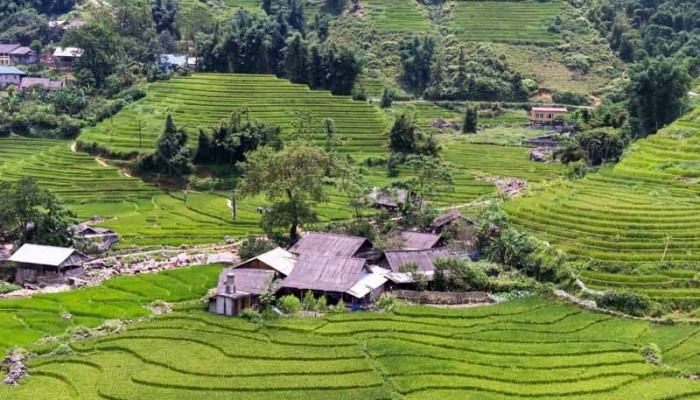 risaie-sapa-vietnam