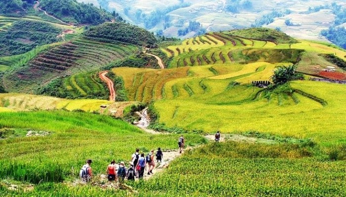 sapa
